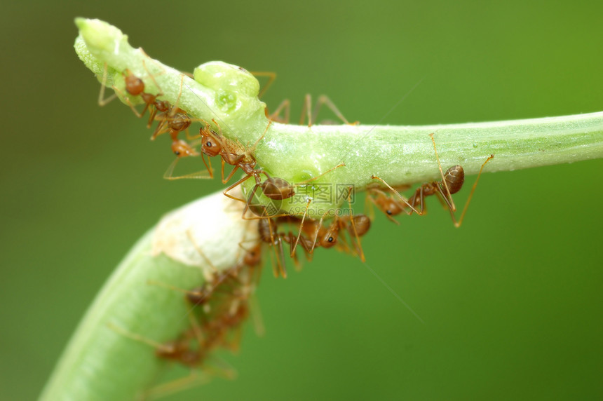 蚂蚁群害虫天线腹部寄生植物胸部荒野绿色寄生虫触角图片