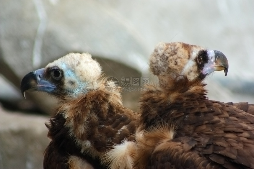 两只喜马拉雅山秃鹫图片