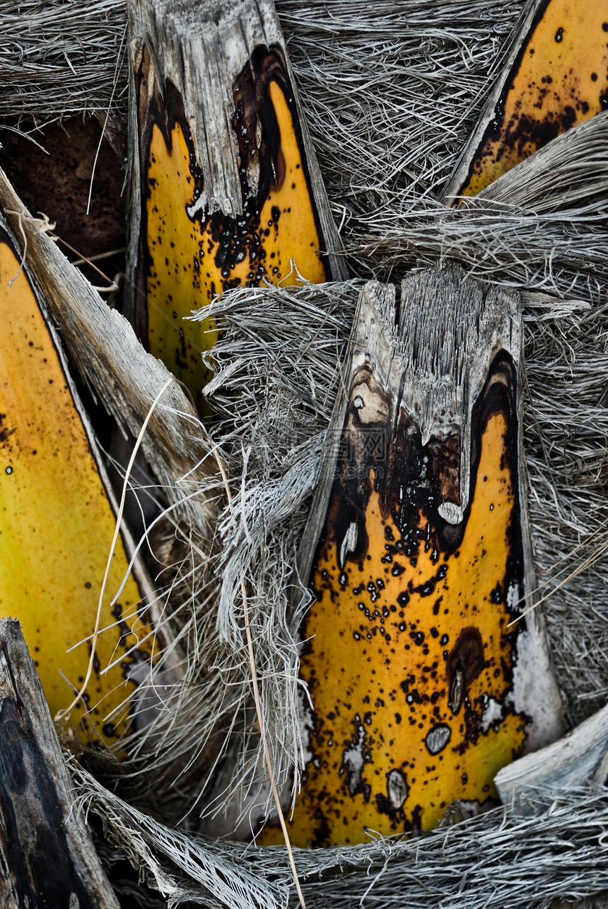 棕榈干情调黄色植物学热带纤维植物叶子棕榈异国植物群图片