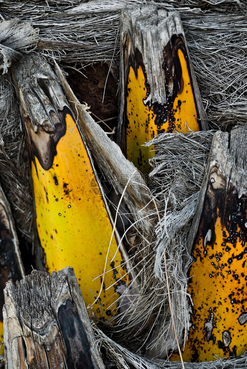 棕榈干黄色情调热带纤维异国棕榈叶子植物群植物植物学图片