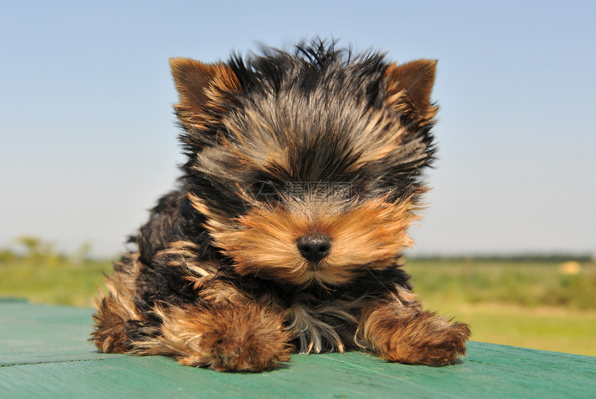 小约克郡婴儿宠物动物犬类伴侣小狗图片