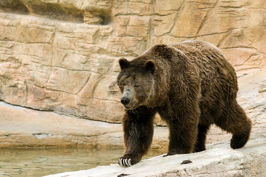 棕熊捕食者野生动物动物哺乳动物动物园生物猎人毛皮食肉危险图片