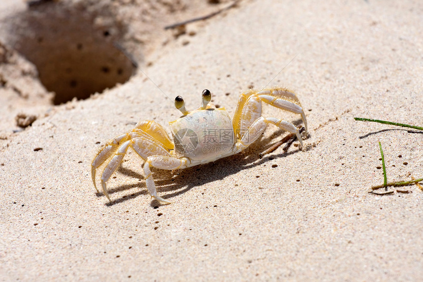 热带螃蟹支撑动物脊椎动物清道夫里科荒野旅行游客甲壳野生动物图片