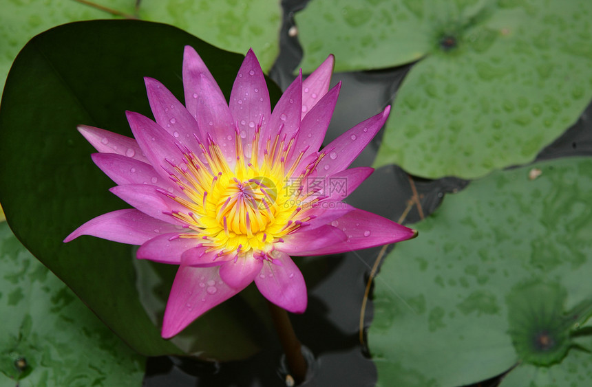 莲体花瓣叶子宏观花园植物荷花季节软垫明信片池塘图片