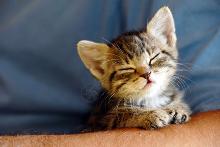 猫睡觉脸安全的轻松高清图片