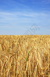 黄金小麦田天空农业场地麦穗蓝色大麦金子麦田绿色农场背景图片