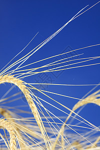 摘要小麦培育麦田农业蓝色麦穗场地农场大麦天空金子背景图片
