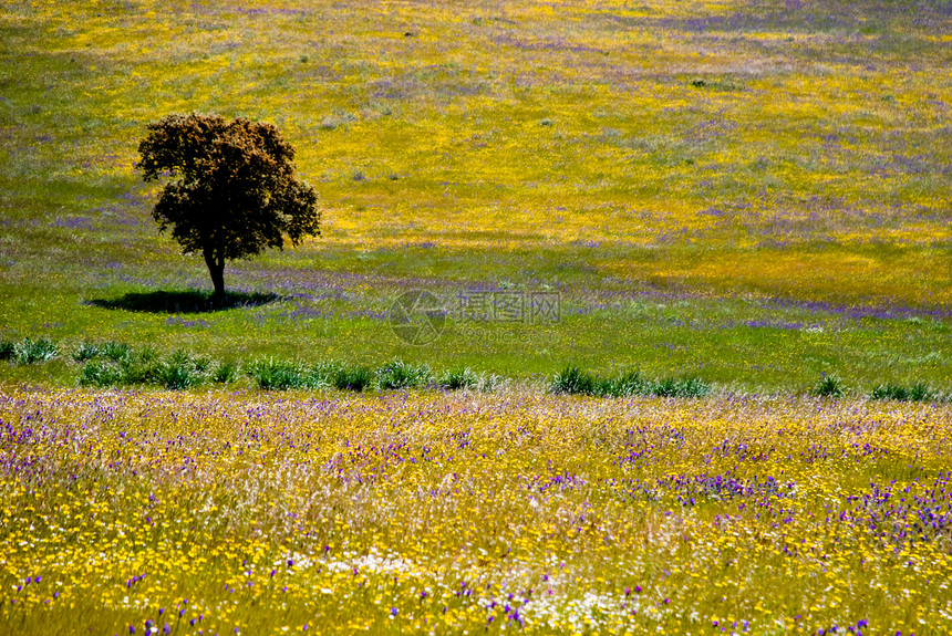 西班牙安达卢西亚的孤独橄榄树土壤风景天空花朵旅行场地草地蓝色国家紫色图片