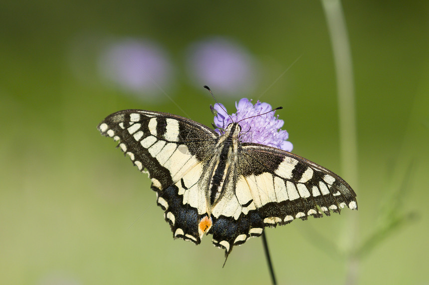 紫色草地花朵上的蝴蝶两氯丁二烯居住飞行昆虫学植物群蝴蝶生物学荒野鳞翅目宏观动物群图片