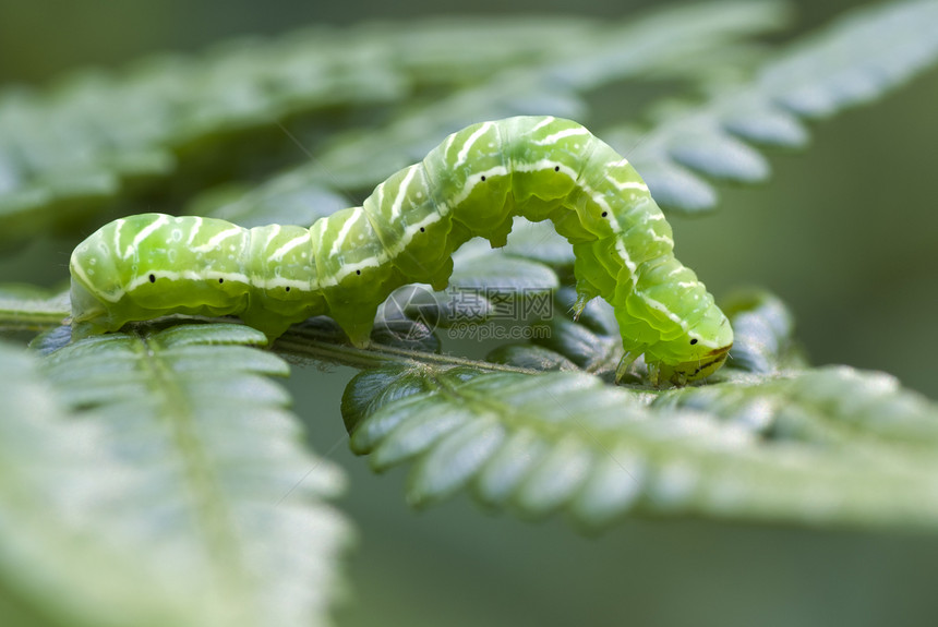 毛毛虫宏观蕨类绿色毛虫环境昆虫动物群叶子图片