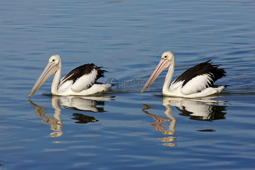 澳大利亚佩利肯人账单动物生活池塘野生动物鸟类图片