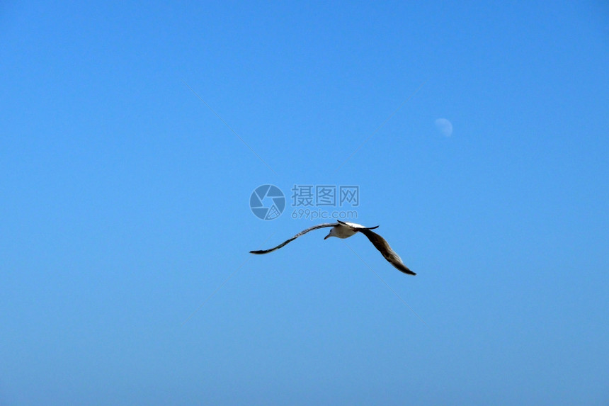 飞行中海鸥野生动物天空龟形鸟类动物蓝色生态图片