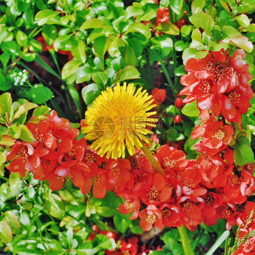 黄花和红花红色绿色天气树叶雄蕊黄色森林春花生态花瓣图片