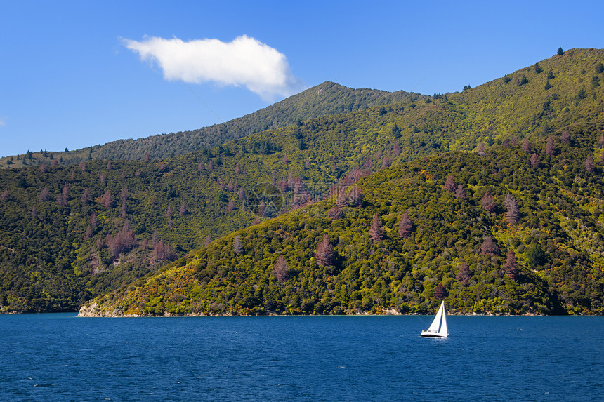 Marlborogh 音响树木观光运输海洋风景美丽天空蓝色旅游航海图片