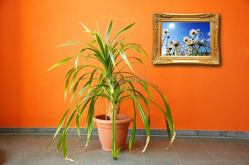 墙上和工厂上的相片装饰橙子植物房间照片盆栽风格花朵绿色图片