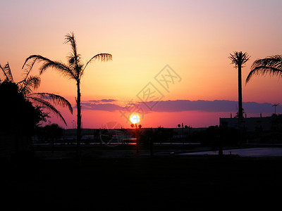 日落红色沙漠棕榈太阳背景图片