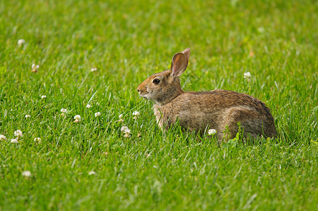 绿色兔子瓷罐野兔毛皮眼睛三叶草兔子绿色耳朵荒野动物晴天背景