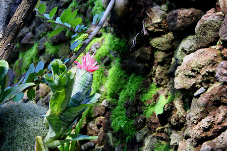 花岩石热带石头植物背景图片