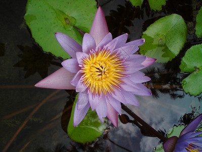 莲花黄色紫色背景图片