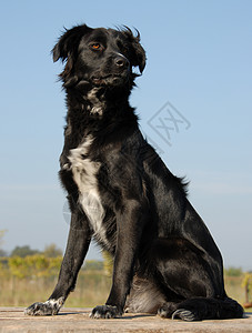 纯净的边境边框collie宠物朋友黑色女性动物牧羊犬家庭牧羊人背景图片