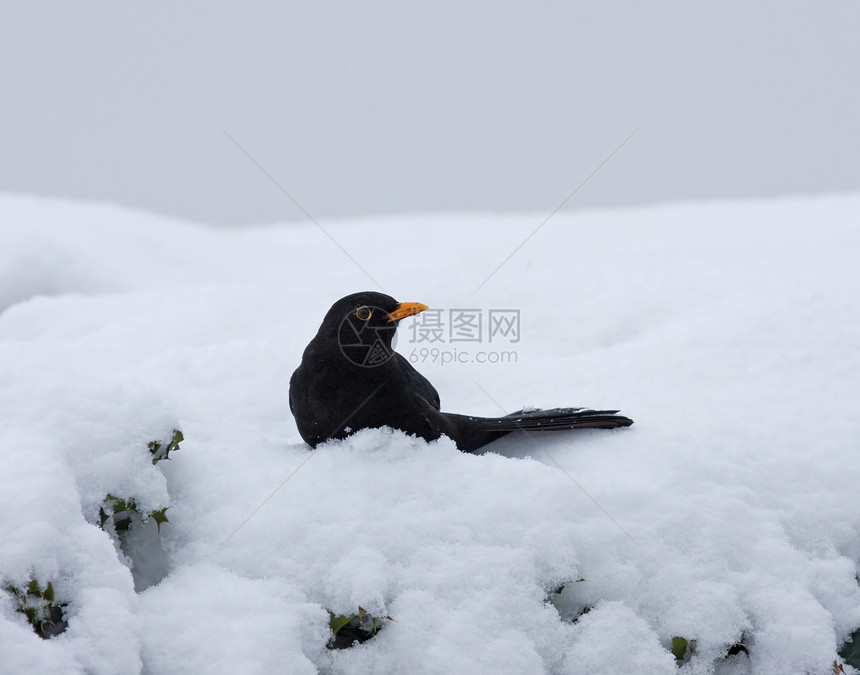黑鸟在白雪中避雨图片