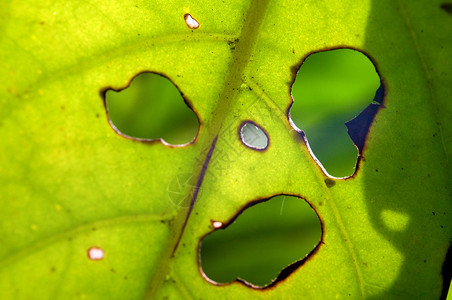 叶子绿色植物学生态背景图片
