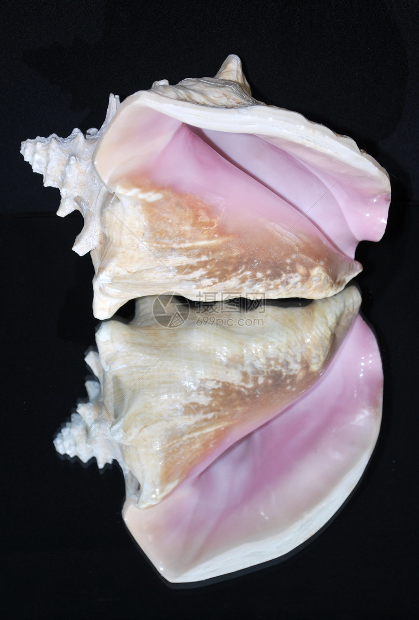 贝壳海洋粉色动物镜子贝类光泽度生活黑色反射图片