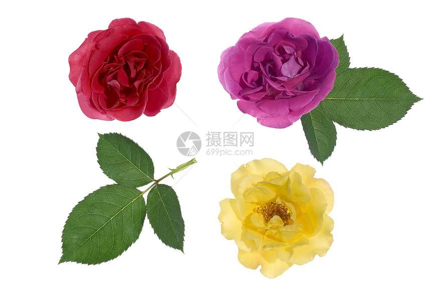 三朵玫瑰叶子粉色黄色图片