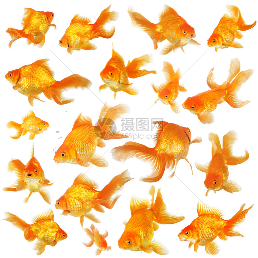 粉尾金鱼的拼凑图片