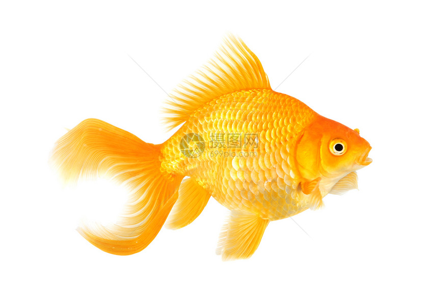 美丽的扇尾金鱼黄色宠物白色动物游泳橙子图片