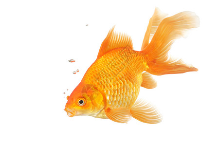 美丽的扇尾金鱼白色橙子黄色游泳动物宠物背景图片