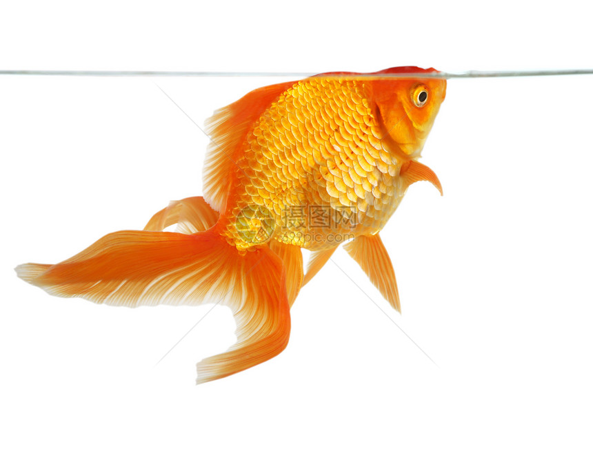 美丽的扇尾金鱼宠物白色黄色橙子动物游泳图片