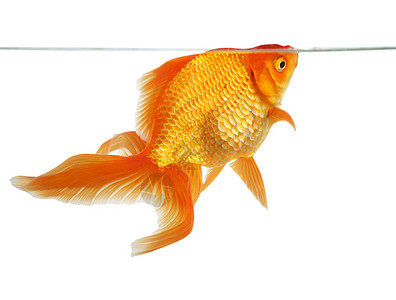 蝶尾金鱼素材美丽的扇尾金鱼宠物白色黄色橙子动物游泳背景