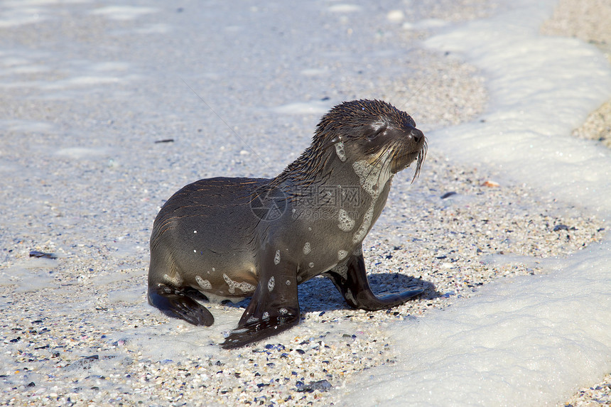 角浮海豹小狗野生动物动物支撑海滩哺乳动物海洋图片