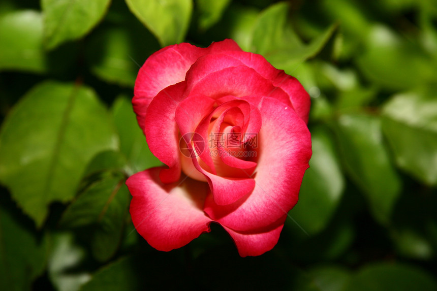 单红玫瑰纪念日热情红色玫瑰礼物周年植物绿色花瓣叶子图片