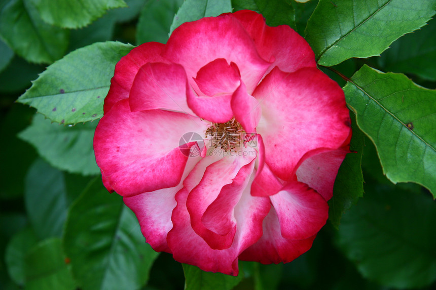 单红玫瑰花瓣玫瑰红色礼物周年热情叶子植物纪念日绿色图片