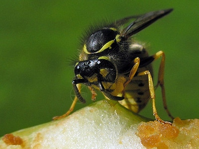 苹果黄蜂昆虫高清图片