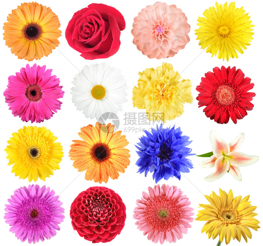 一套花花杂草雏菊摄影花瓣季节百合蓝色团体植物群玫瑰色图片