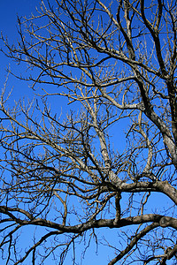 旧树天空分支机构树木蓝天老树高清图片