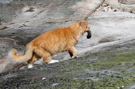 猫抓老鼠猎物猎人背景图片
