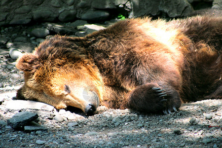 睡着棕熊背景图片