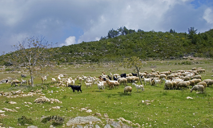 羊群石头羊肉文化草地动物天空团体植物火鸡场景图片