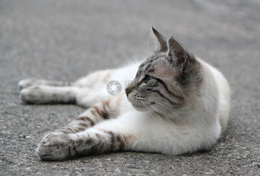 躺着的猫图片