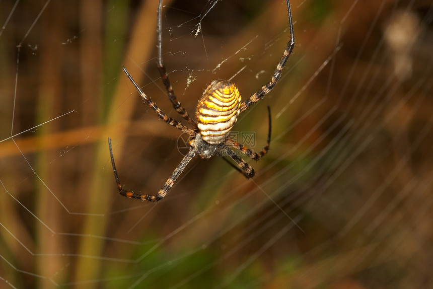 蜘蛛臭虫野生动物牧师网络黄色尾巴漏洞眼睛危险蛛网图片