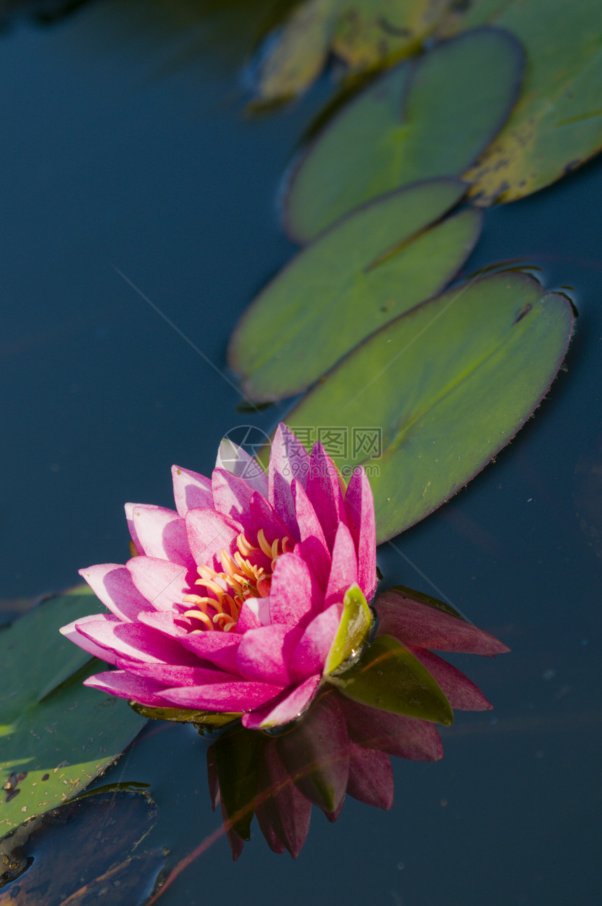 红色和黄色的宁fea花花瓣池塘植物图片