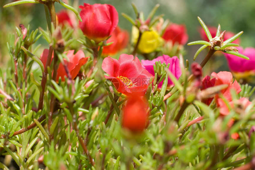 花朵池塘植物学环境墙纸太阳农场场地农村花园菊花图片