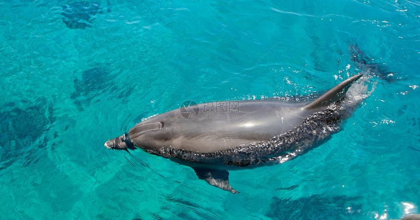 瓶鼻海豚在绿海中游脚蹼生物涟漪海洋荒野哺乳动物水池世界青色野生动物图片
