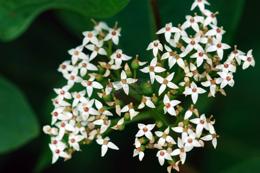 野植物植物群花瓣荒野生长植物学图片