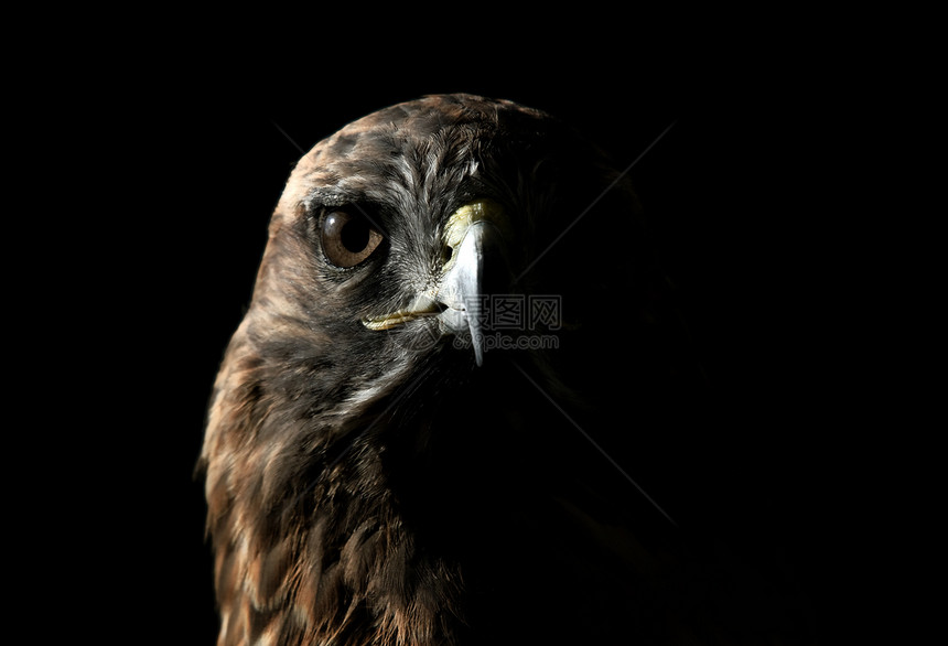红尾鹰动物捕食者鸟类棕色猎物野生动物图片