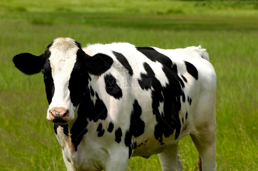 奶牛蓝色草地天空生活动物球衣场地牛奶牧场农场图片
